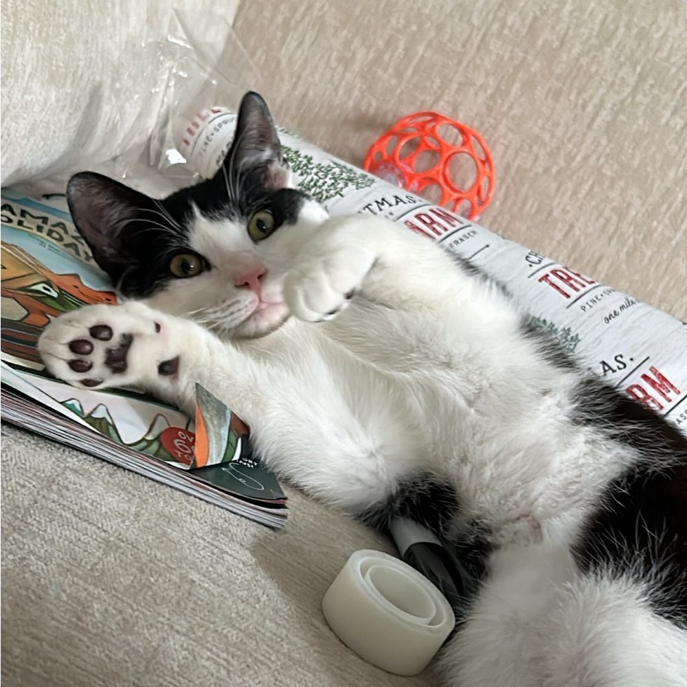 Meet your Posher, Emily